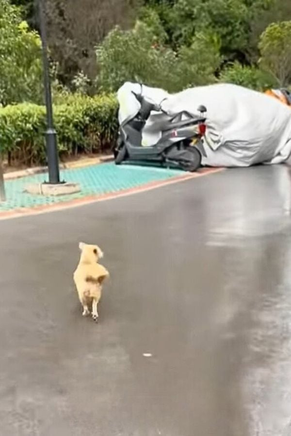 Hundemama sucht Hilfe auf der Strasse