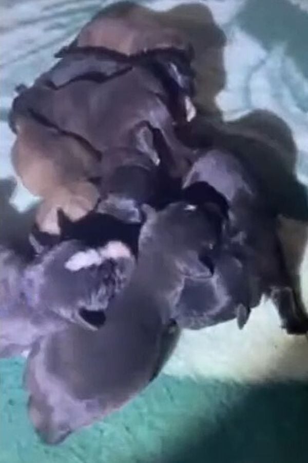 Kleine Hundebabys liegen nebeneinander