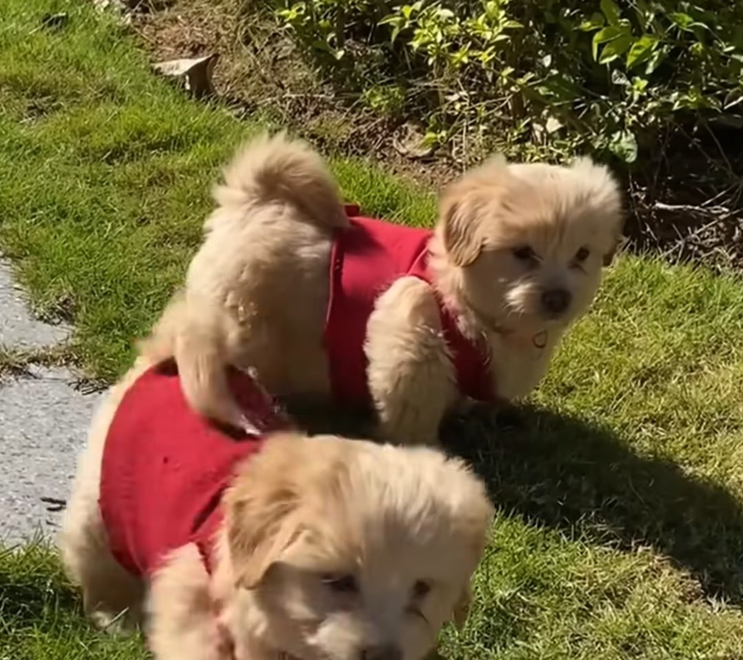 Kleine Hundefamilie in ihrem kleinen Unterschlupf