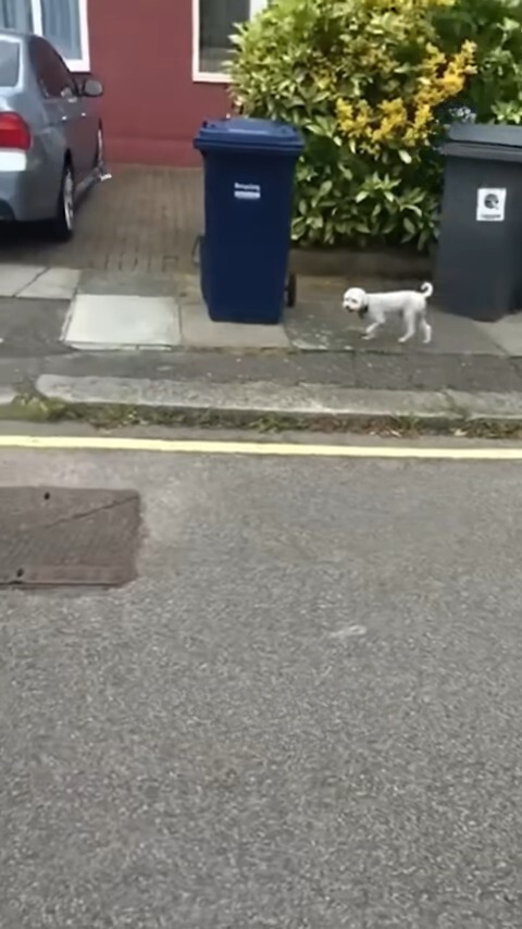 Kleiner Hund auf dem Gehweg