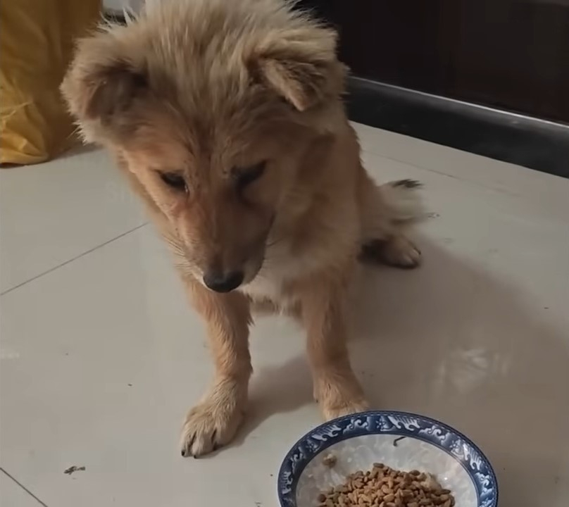 Kleiner Hund bekommt Futter