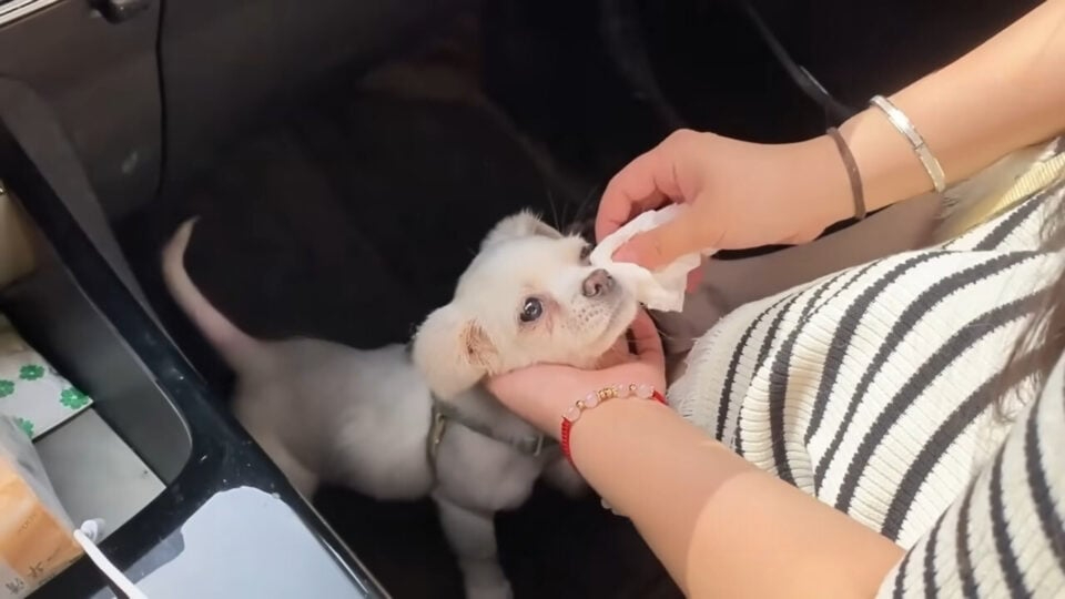 Kleiner Hund im Auto mit einer Frau