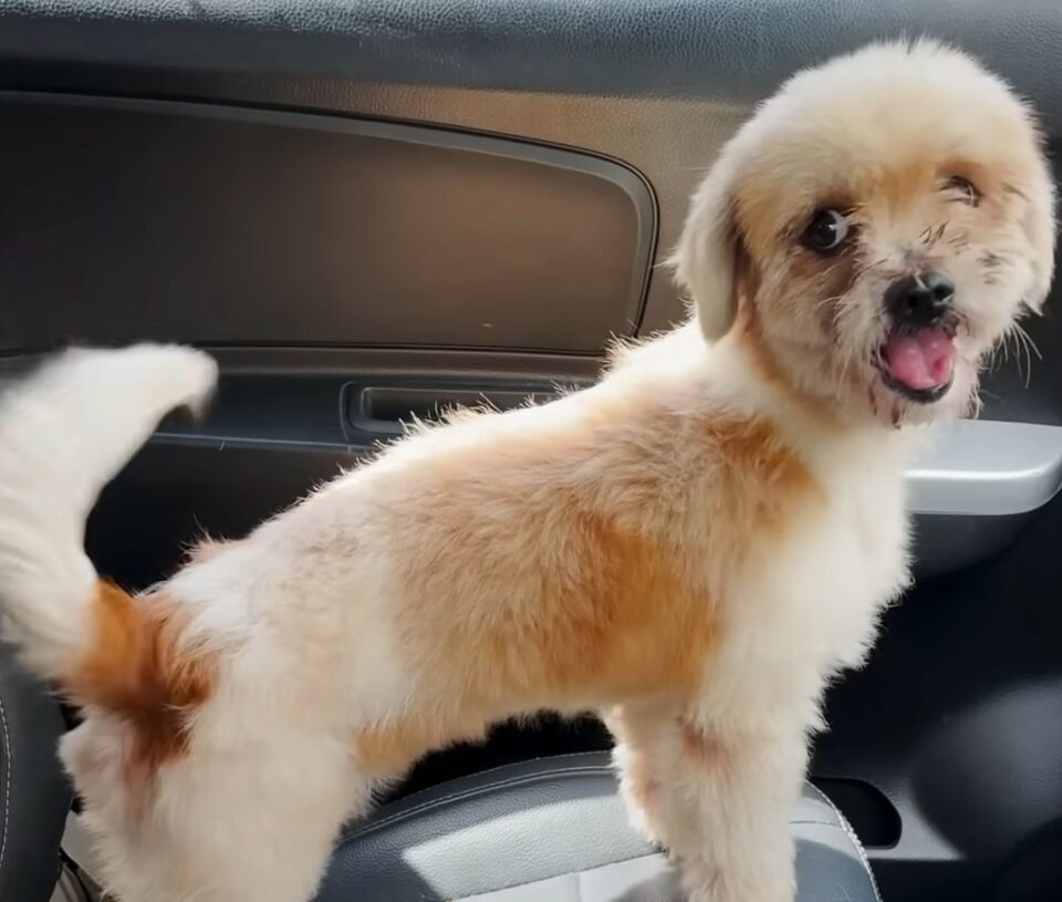 Kleiner Hund im Auto