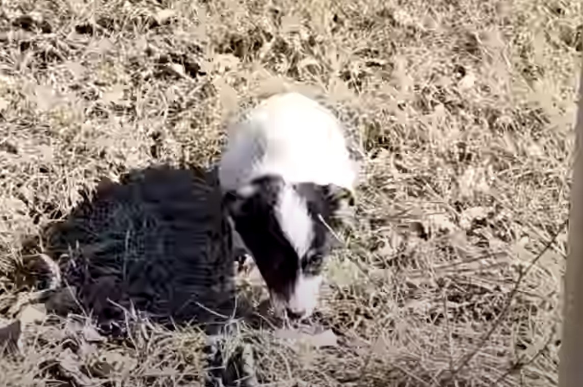 Kleiner Hund kommt auf seinen Retter zu