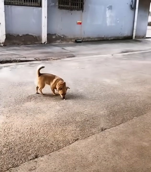 Kleiner Hund laeuft auf der Strasse