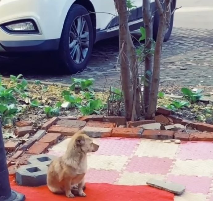 Kleiner Hund sitzt auf der Strasse