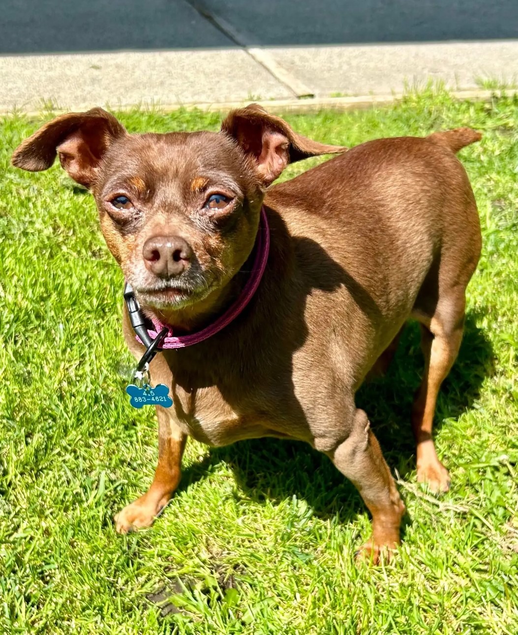 Kleiner Hund steht auf Gras