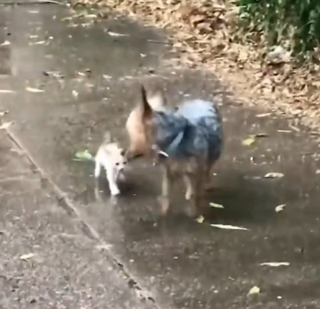 Kleiner Hund und Katzenbaby laufen nebeneinander