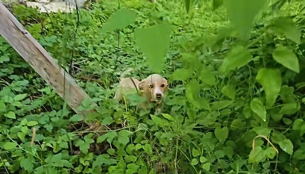 Kleiner Welpe allein im Wald