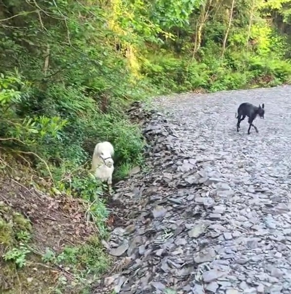 Kleines Pferd im Graben