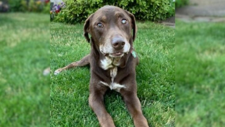 Kranker Labrador erlebt 28 perfekte Tage, bevor er für immer einschläft