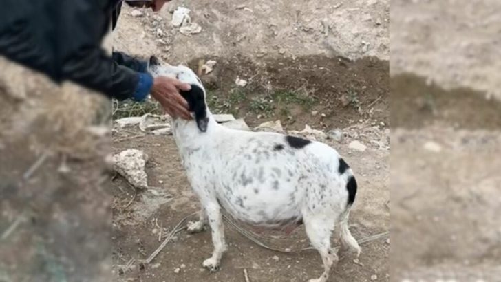 Passanten schockiert über einen freundlichen Hund, der an einem abgelegenen Ort um Hilfe bittet