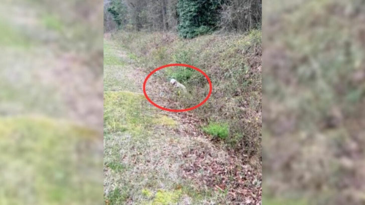 Retter fand einen süßen Hund, der versuchte, aus einem Graben zu krabbeln, also eilte er ihr zu Hilfe