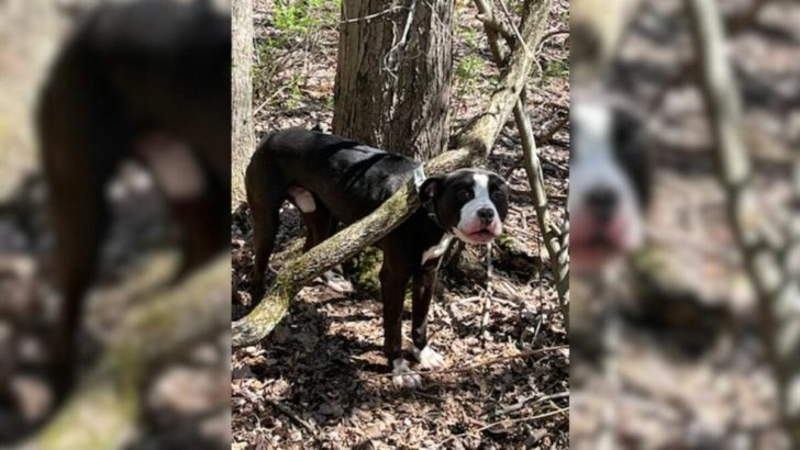 Retter finden schockiert einen Hund, der tief im Wald mit seinem Halsband an einen Baum gefesselt ist