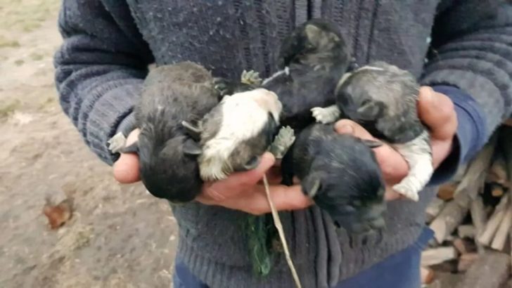 Retter war fassungslos, als er sah, was in der kleinen Box im Wald war