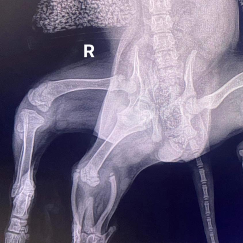 Roentgenaufnahme von einem Hund