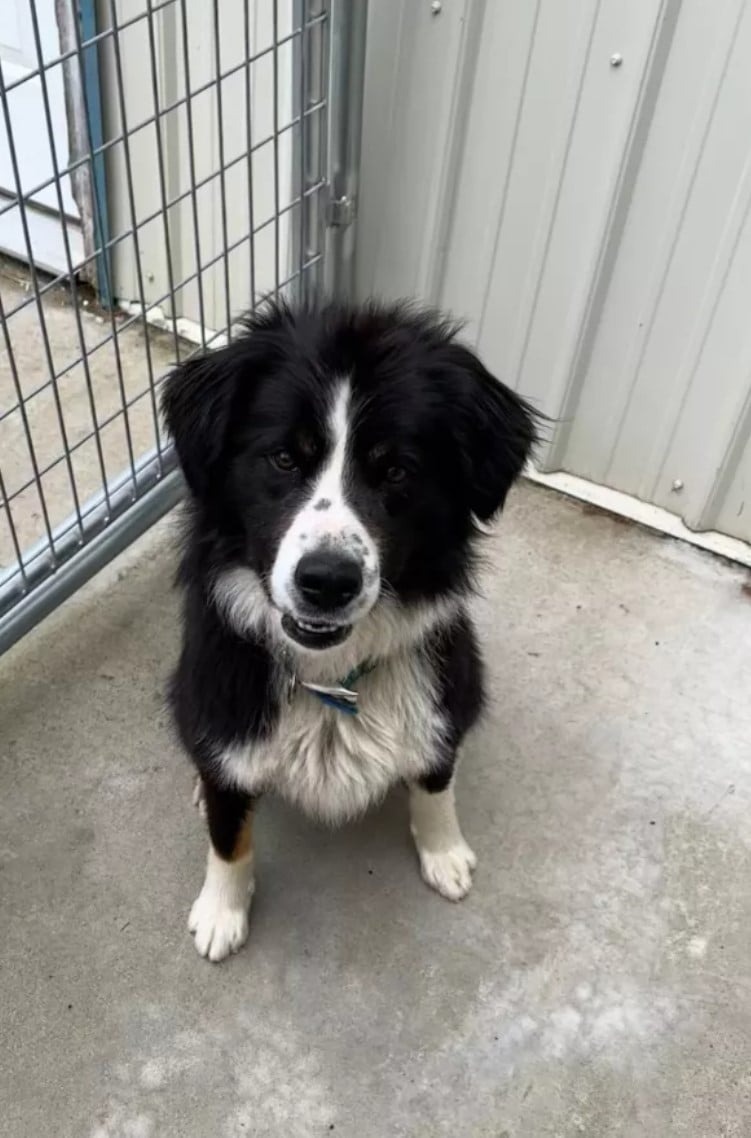 Schwarz-weisser Border Collie Mix