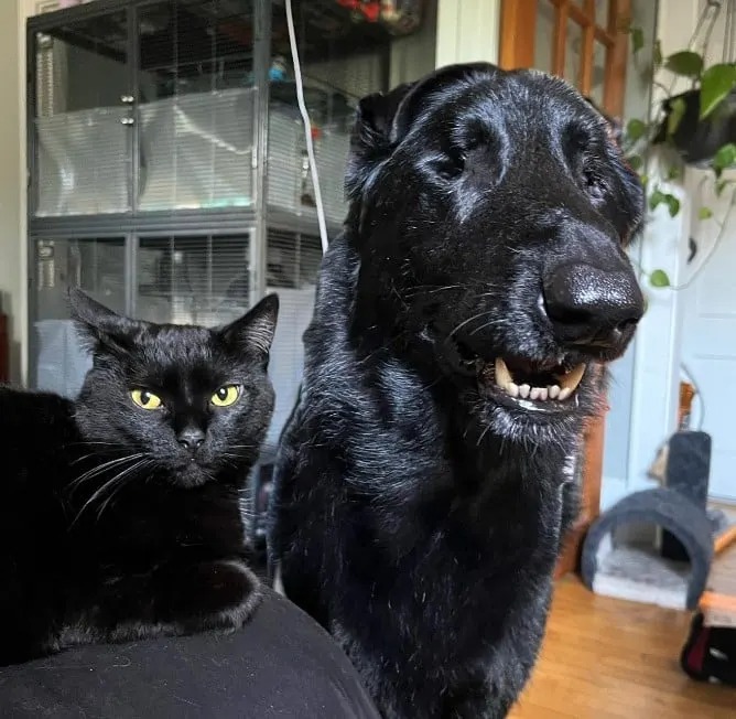 Schwarzer Hund und schwarze Katze