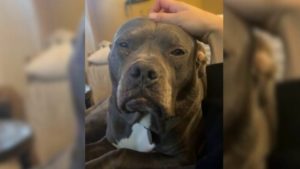 Hund der nicht adoptiert wurde wegen seines Aussehens