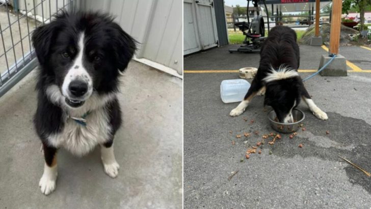 Tierheimmitarbeiter sind untröstlich, nachdem sie einen verängstigten Border Collie Mix an ihren Spendenschuppen angekettet gefunden haben