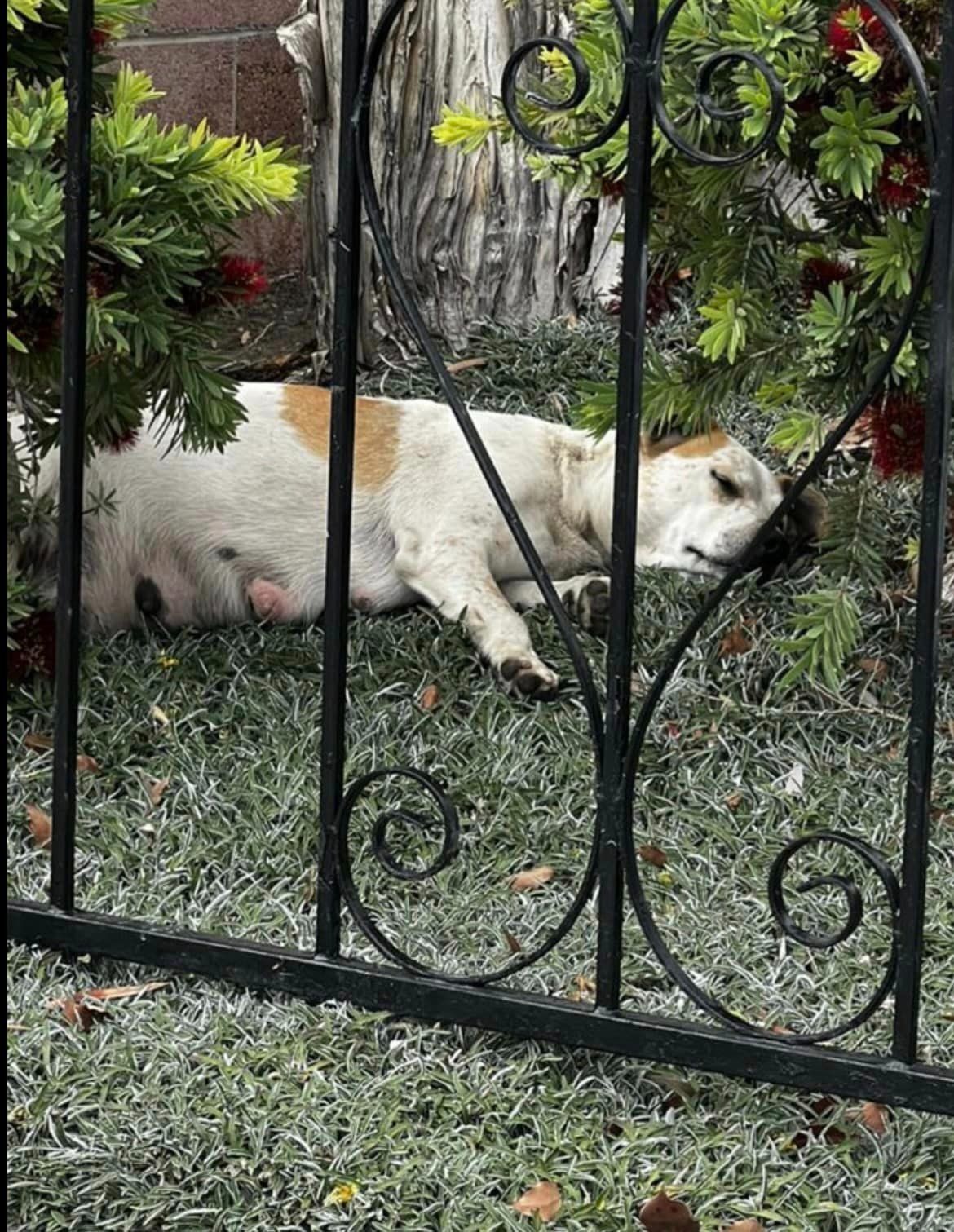 Traechtige Huendin liegt hinter einem Zaun