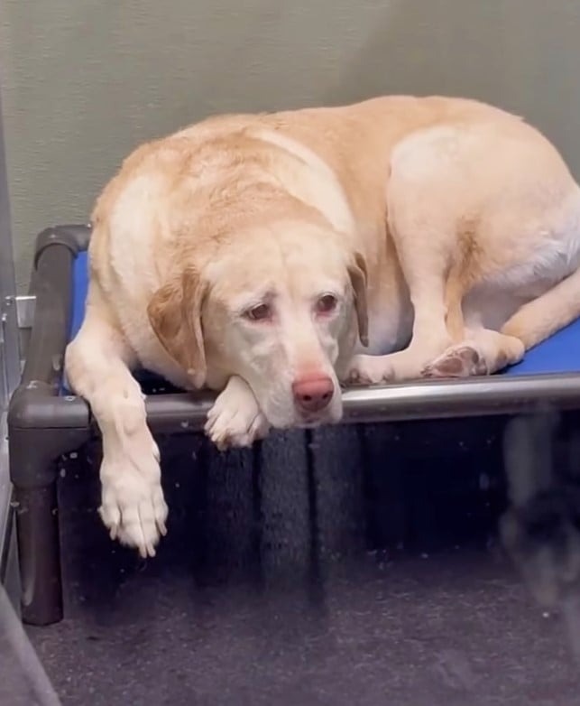 Trauriger Hund liegt auf einem Hundebett