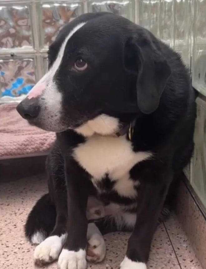 Trauriger Hund sitzt im Zwinger