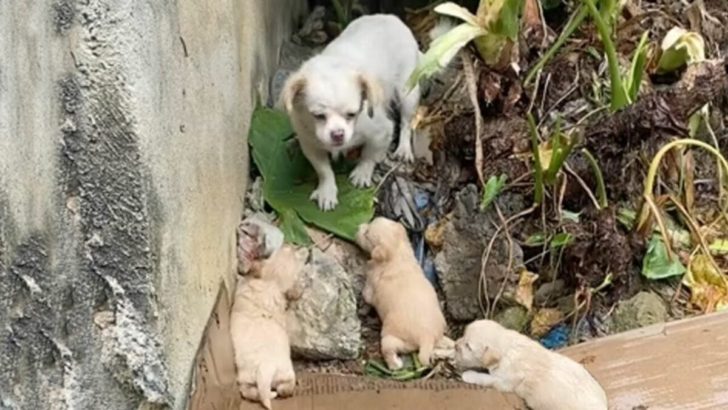 Untröstliche Hundemama sieht zu, wie ihre Babys im Regen kämpfen, bis ein freundlicher Retter auftaucht