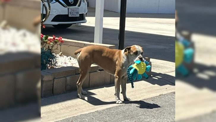 Verängstigter Hund findet Trost in Plüschtieren, die ihm seine Retter geschenkt haben