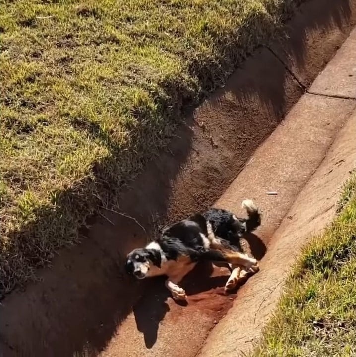 Verletzter Hund liegt im Kanal und hofft auf Hilfe