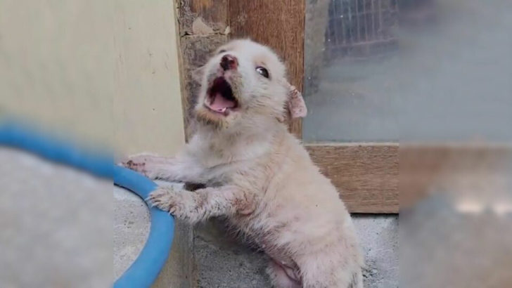 Verzweifelter Hund kann nicht aufhören zu weinen, nachdem er auf einem lokalen Markt grausam im Stich gelassen wurde