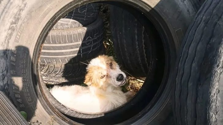 Was dieser Mann zwischen Reifen in der Nähe der Tankstelle findet, wird dich schockieren