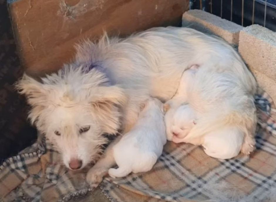 Weisse Huendin liegt mit ihren Hundebabys