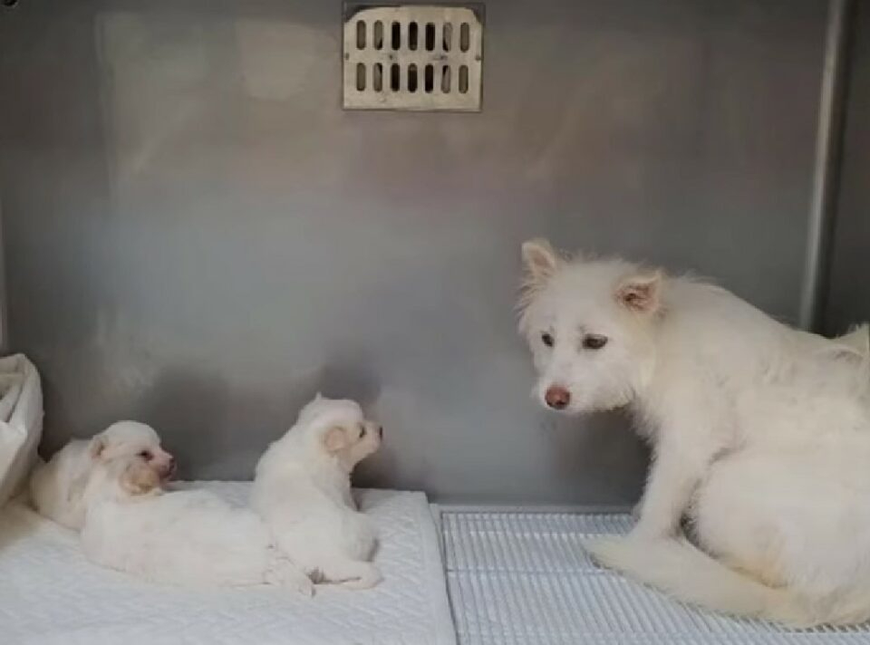 Weisse Welpen mit ihrer Hundemama im Tierklinikum