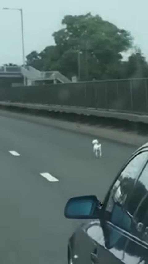 Weisser Hund auf einer Autobahn