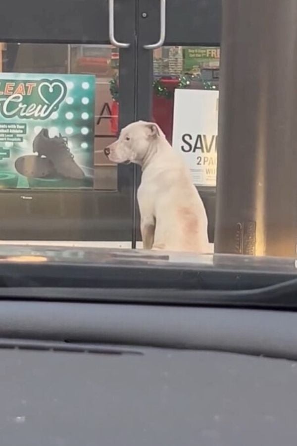 Weisser Hund vor einem Landen