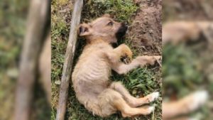 Kleiner abgemagerter Welpe