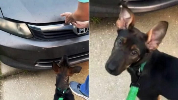 Wird Zeuge, wie dieser intelligente Hund versucht, seinen Besitzer zu warnen, dass etwas im Inneren des Autos ist