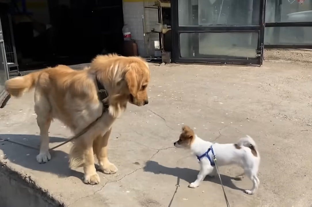 Zwei Hunde an der Leine