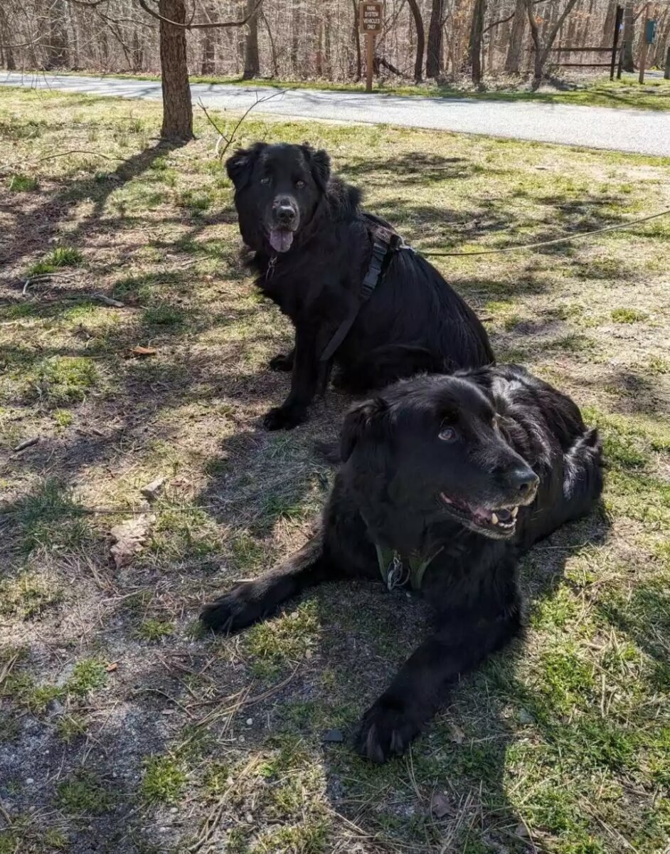 Zwei Hunde beim Spaziergang