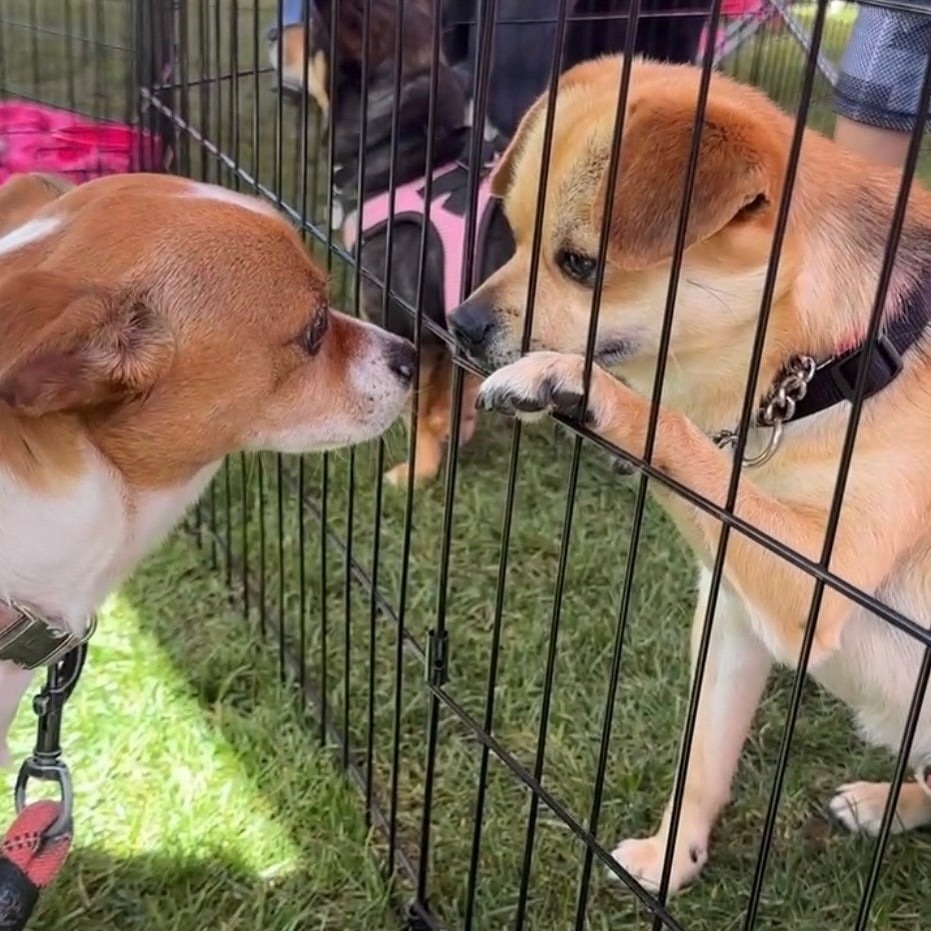 Zwei Hunde beschnuppern sich