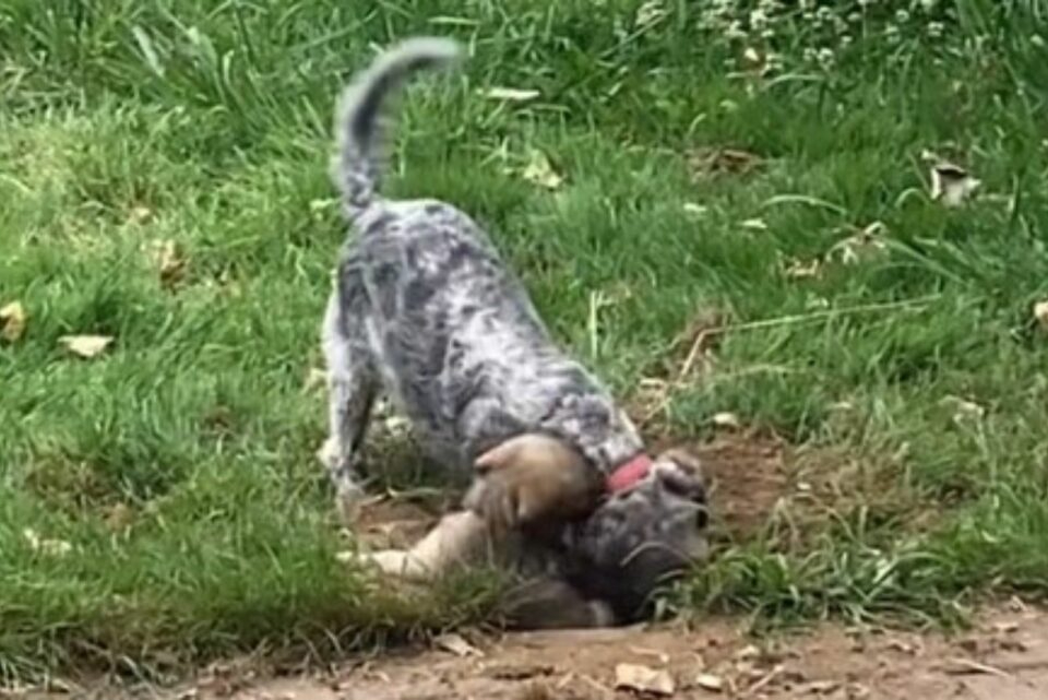 Zwei Hunde im Garten