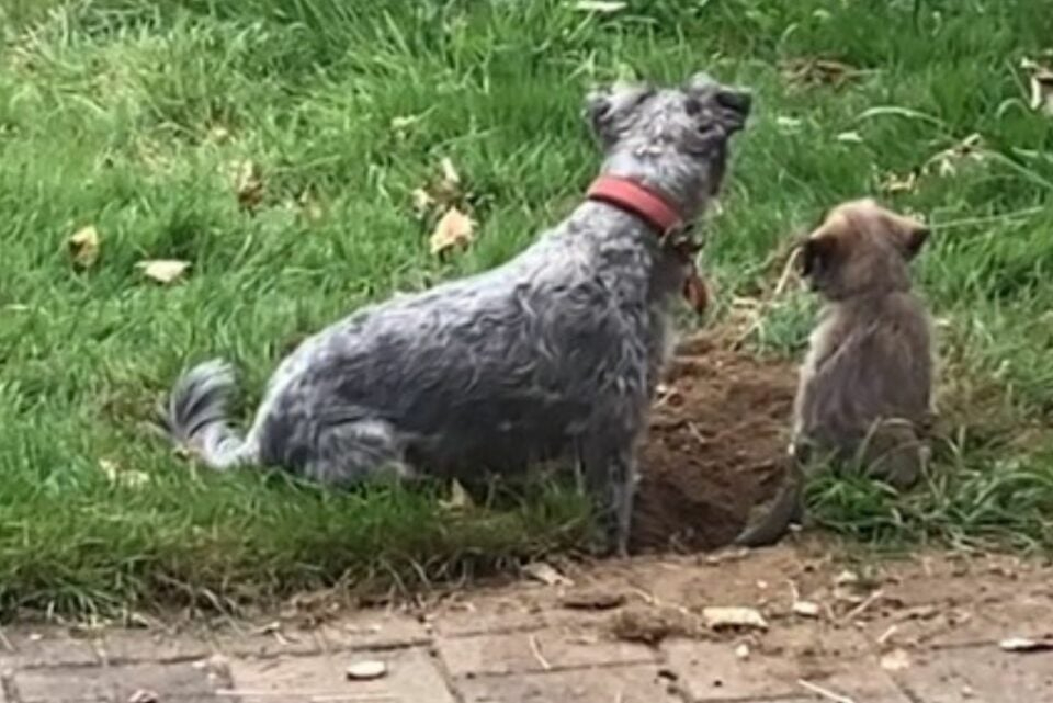 Zwei Hunde sitzen im Garten