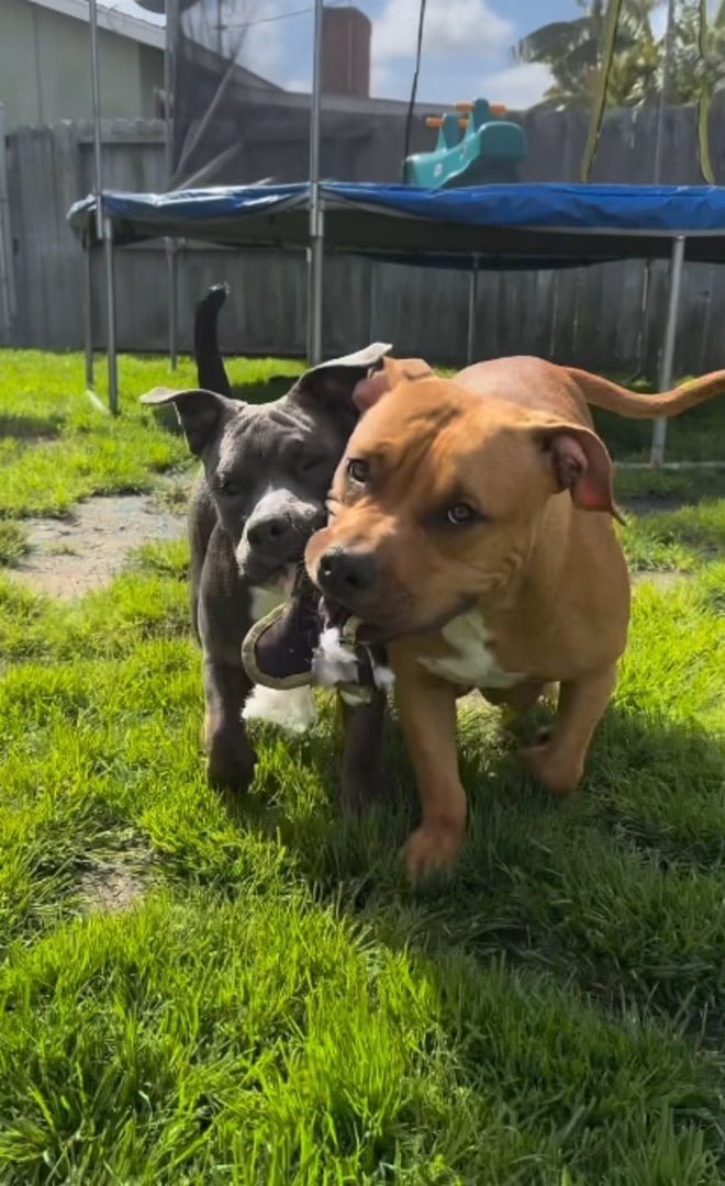 Zwei Hunde spielen im Garten