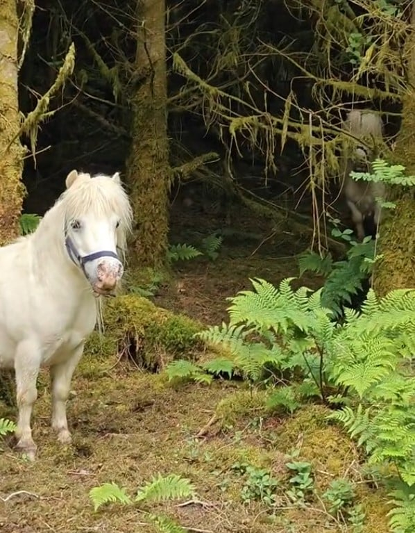 Zwei Ponys im Wald