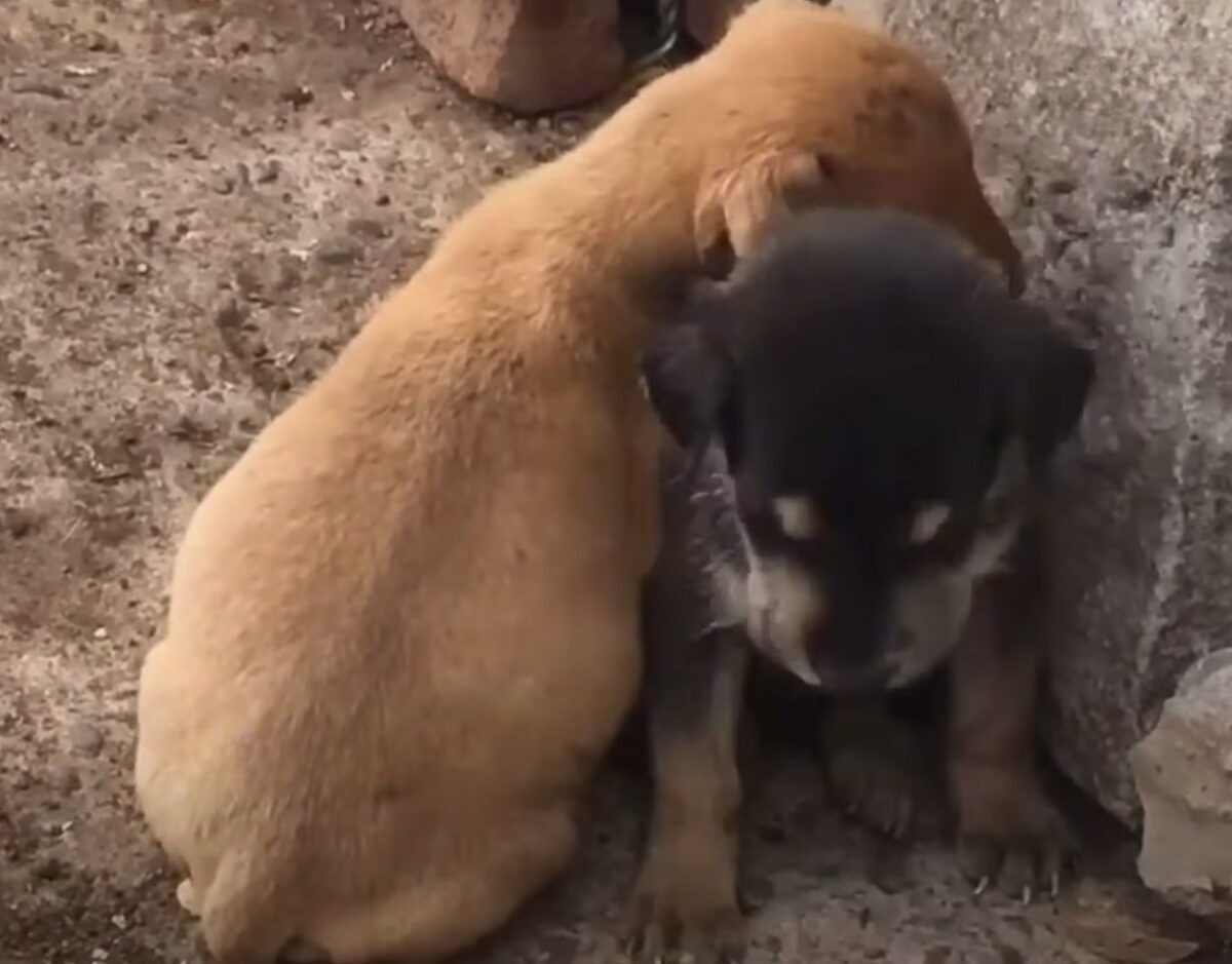 Zwei Welpen aneinander gekuschelt