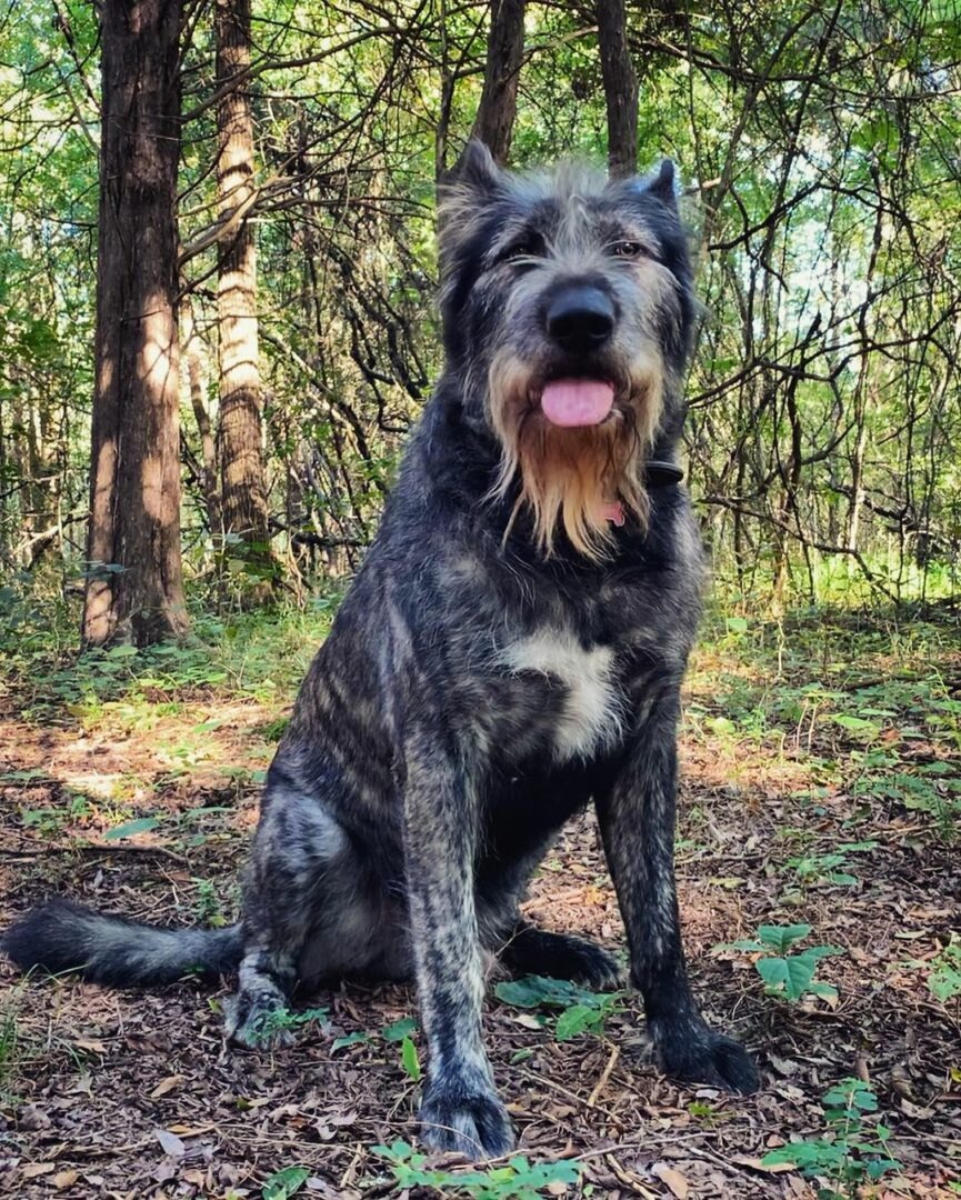 Außergewoehnlicher Hund im Wald