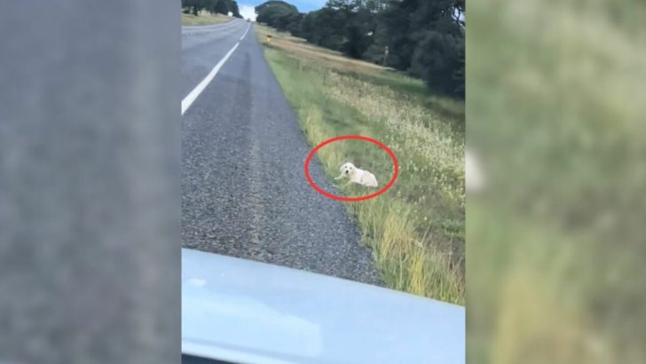 Autofahrerin entdeckt pelzige Kreatur, die hilflos am Straßenrand liegt