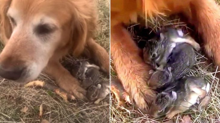 Besitzerin eines Golden Retrievers schockiert über die Entdeckung ihres Hundes bei einem Waldspaziergang