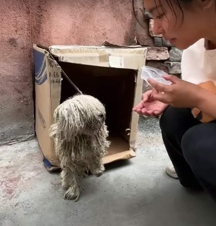 Frau sitzt neben Hund